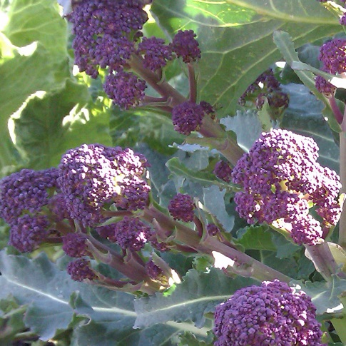 Broccoli Purple Sprouting Early